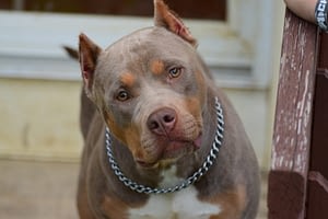 produce a tri color american bully puppy