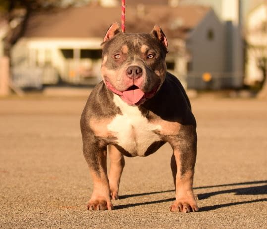 chocolate tri american bully