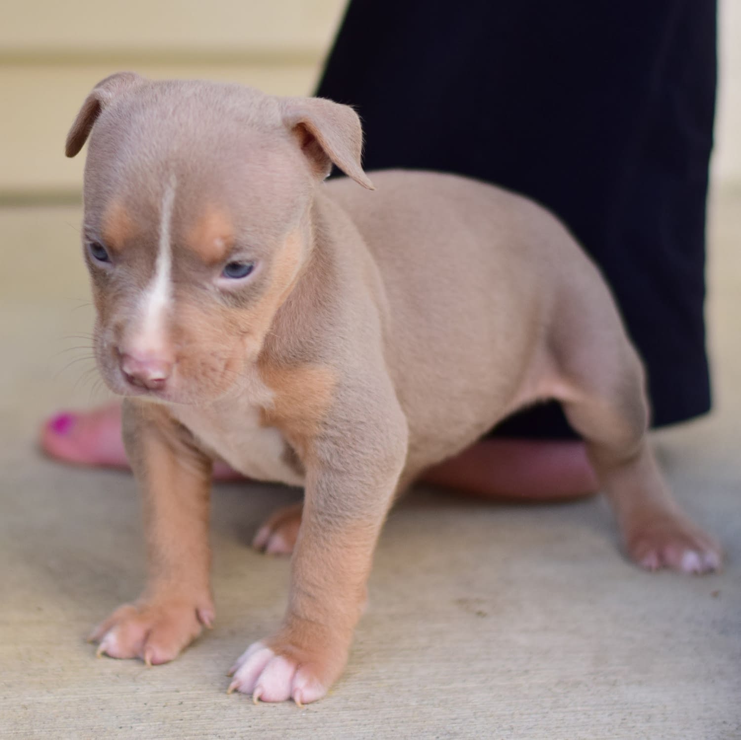 american bully puppy