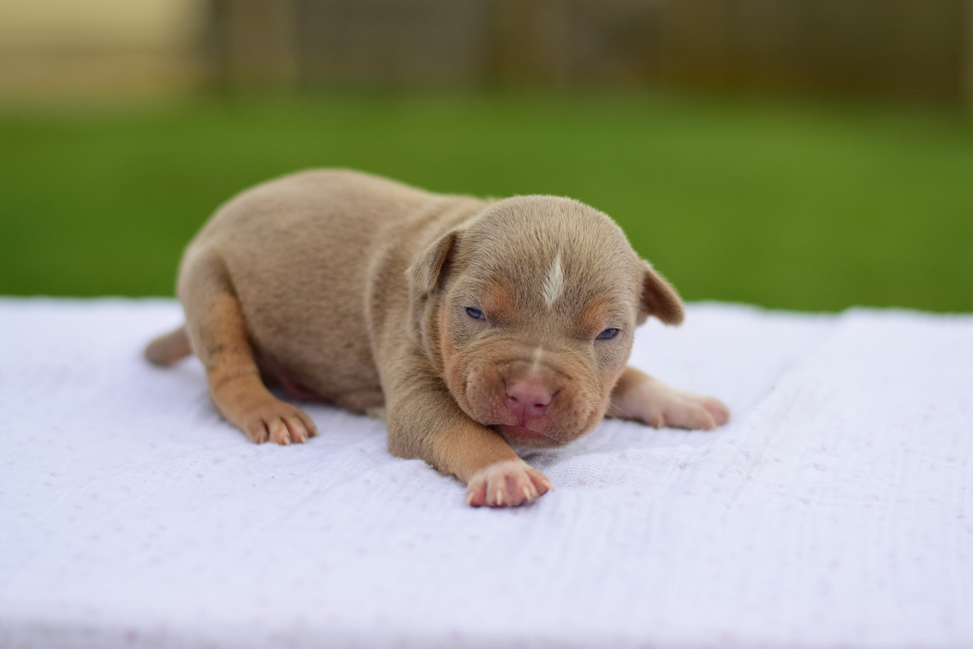 2 WEEK OLD PUPPY - BULLIES OF GREATNESS