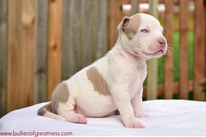 BOG american bully puppy 