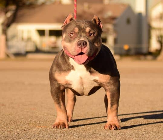 Ukc store pocket bully